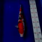 Sanke 35cm