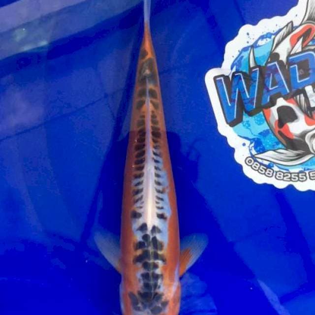 Shusui 27cm