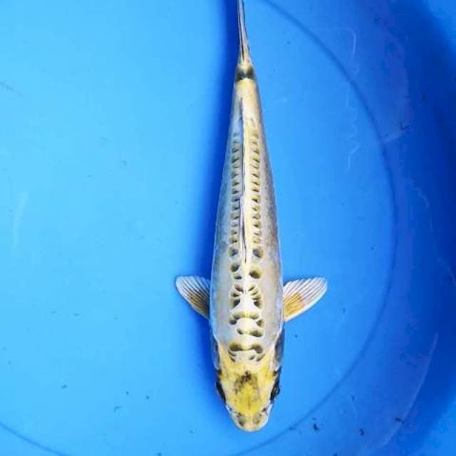 Kawarimono 30 cm