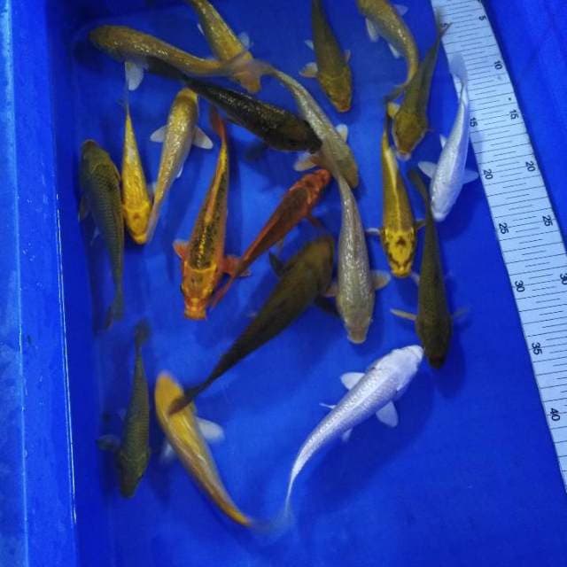 Penjinak kolam 20 ekor