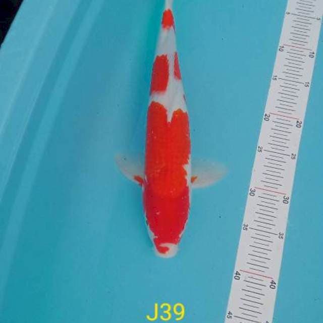 Jont 01~ Kohaku Jantan 39cm