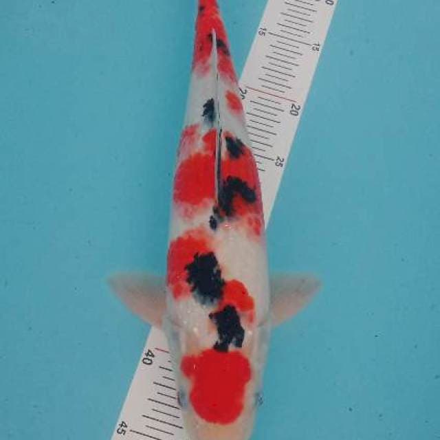 Jont 05~ Sanke Jantan 40cm