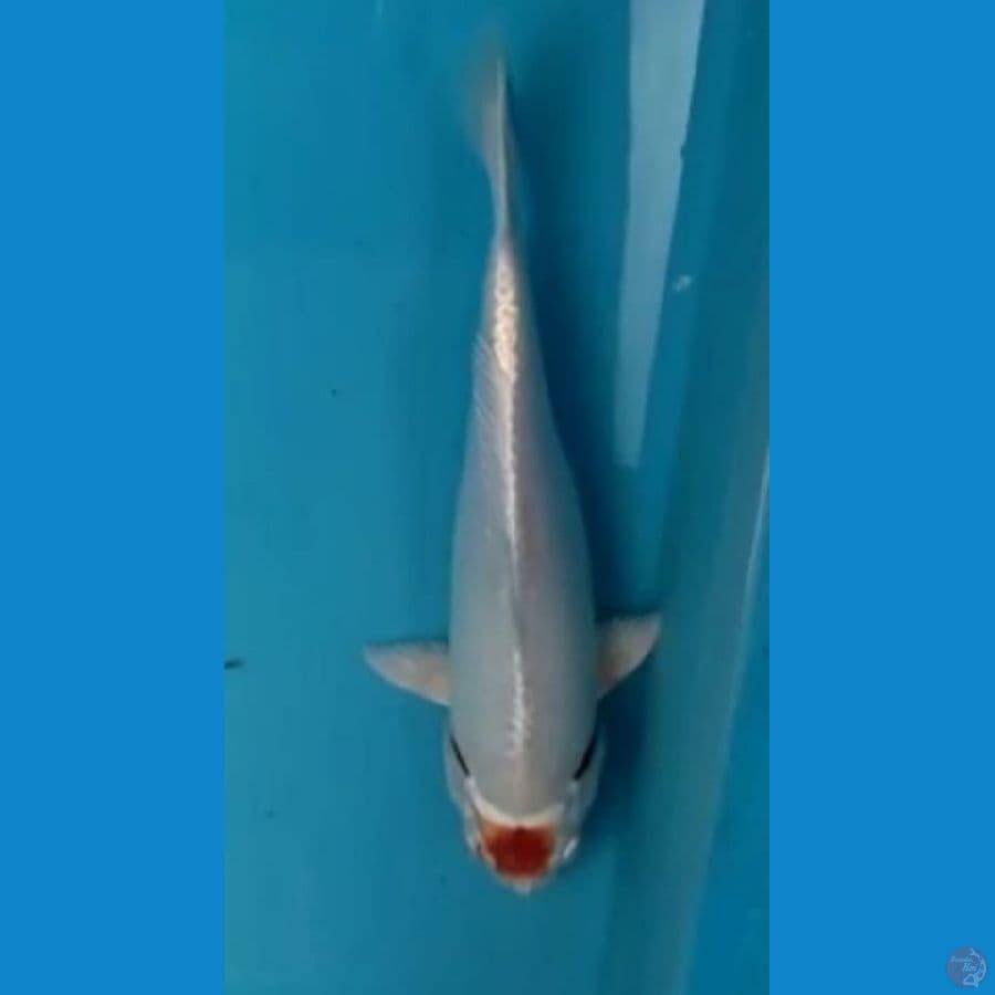 TANCHO KOHAKU HIKARI
