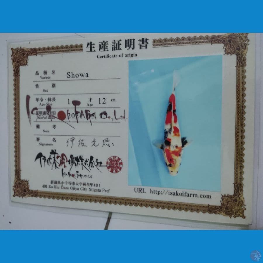 kindai showa calon ????