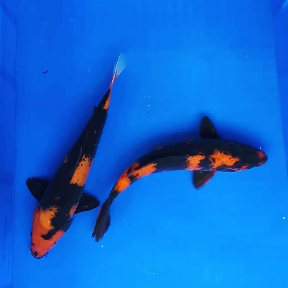 2 Utsuri