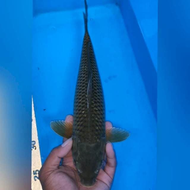 Cagoi midory 35cm