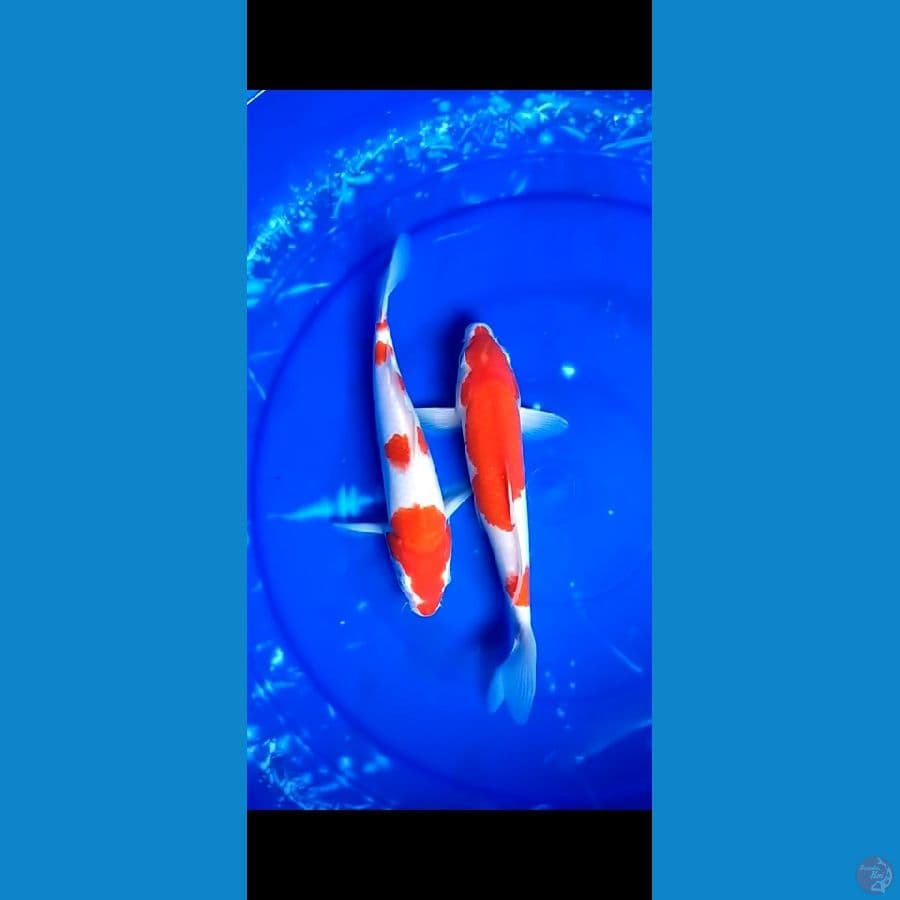 kohaku 2 ekor 
