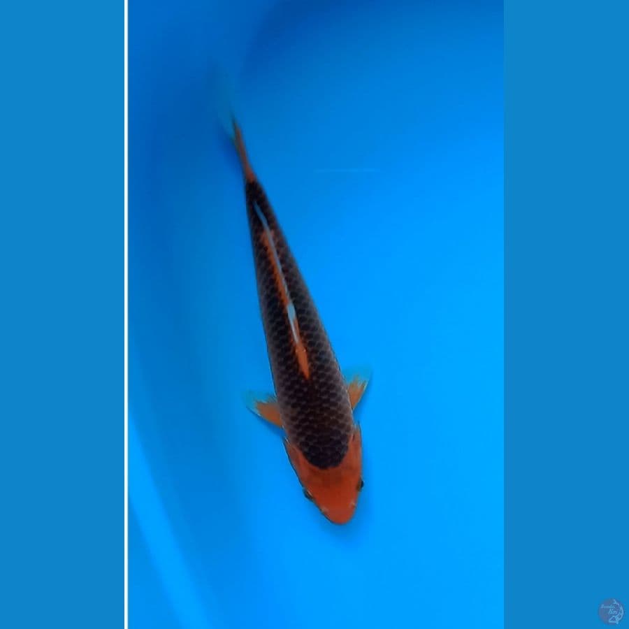 matsuba