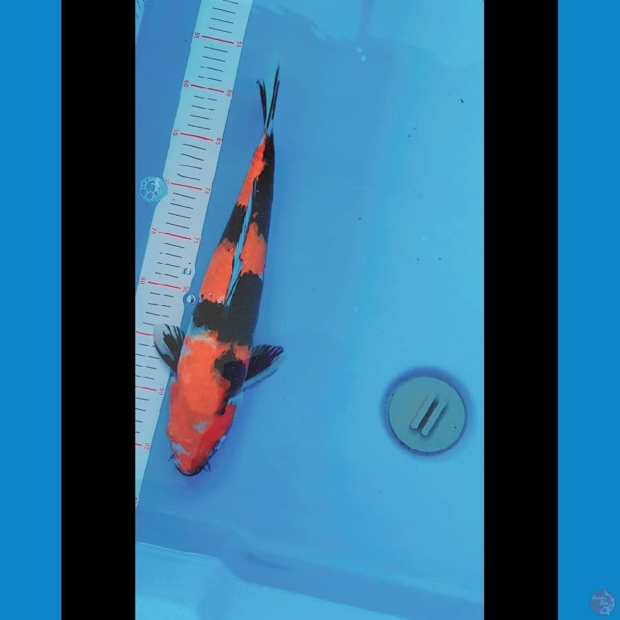 Showa 37cm Merah Strong Hitam Pekat
