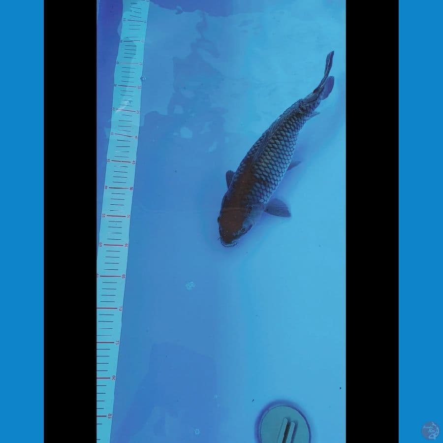 Ochiba Fimale 40cm