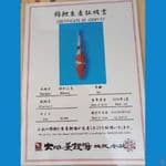 kindai showa import 