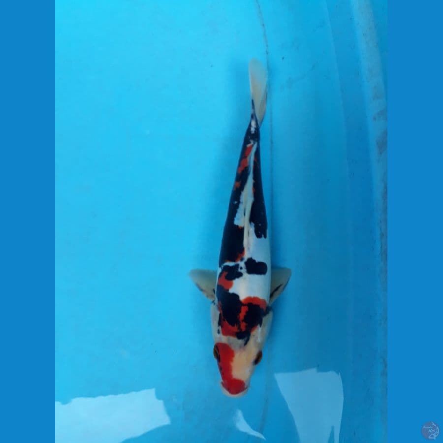 sowa doit 28cm