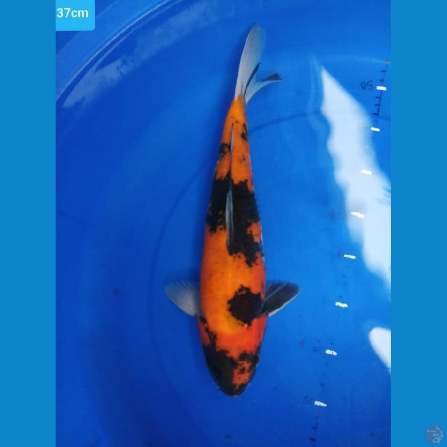 hi utsuri 37 cm