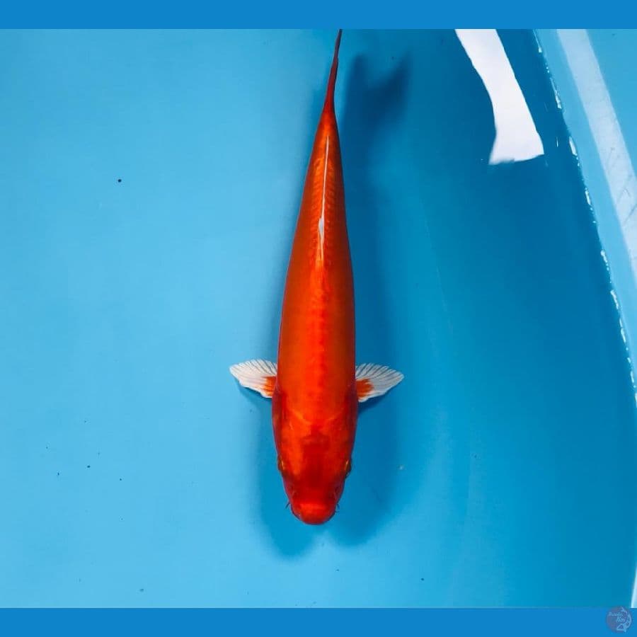 ogon, 25 cm