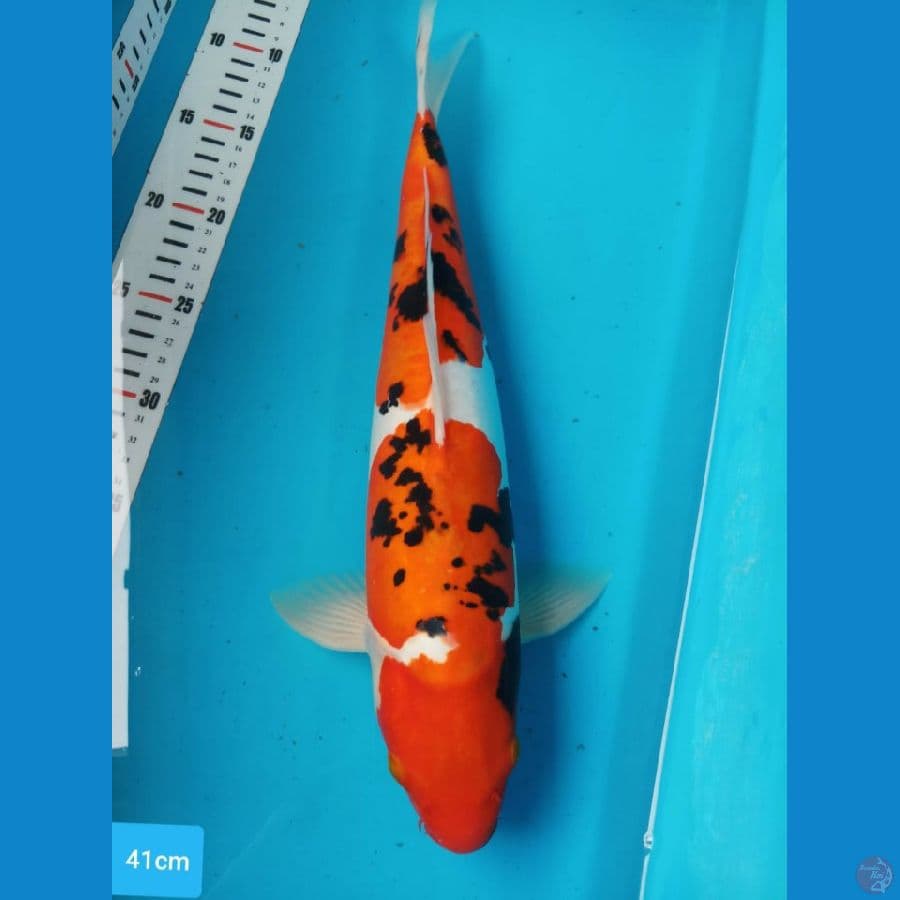 sanke doitsu 41 cm
