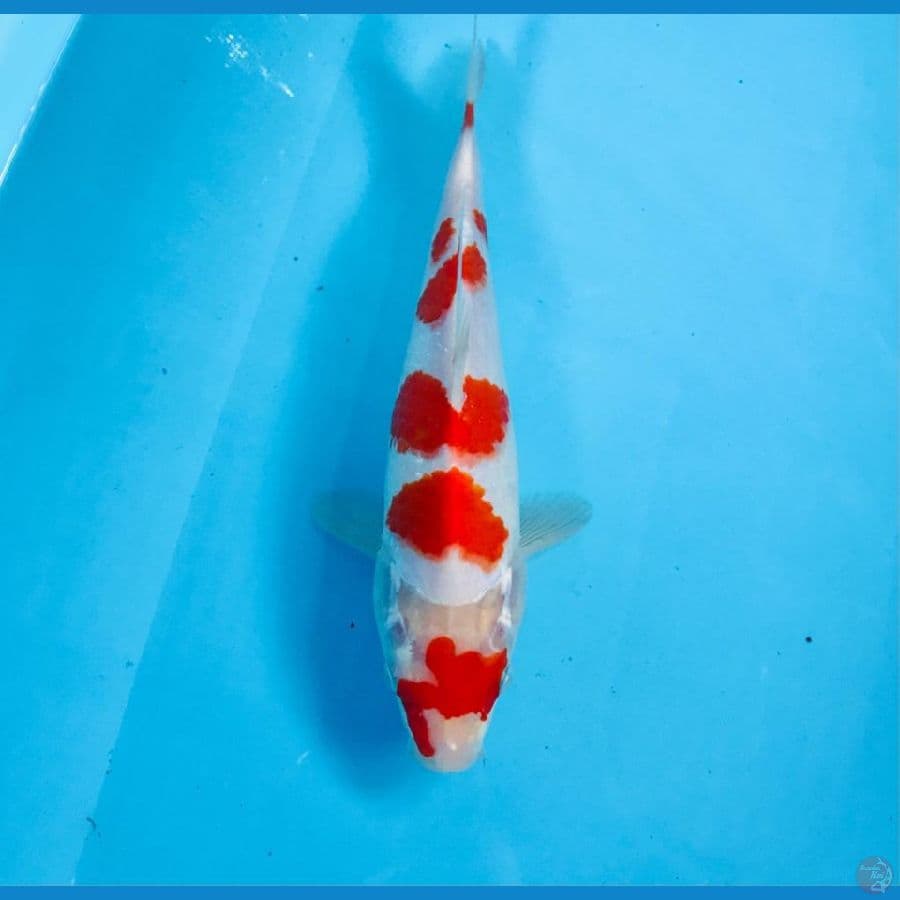 kohaku, 25 cm