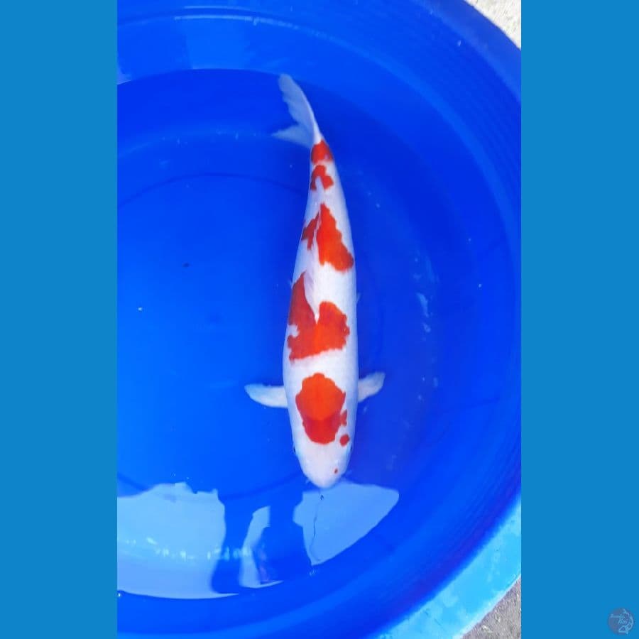 kohaku 49cm "sirip dayung kriting"