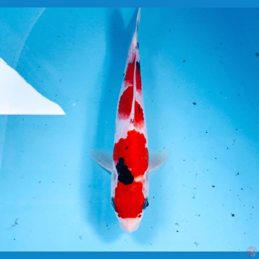 sanke, 22 cm