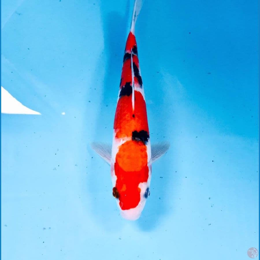sanke, 22 cm