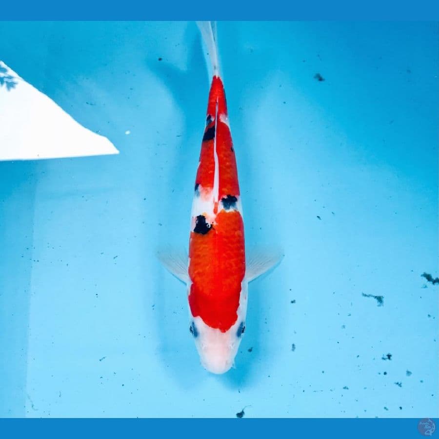 sanke, 25 cm
