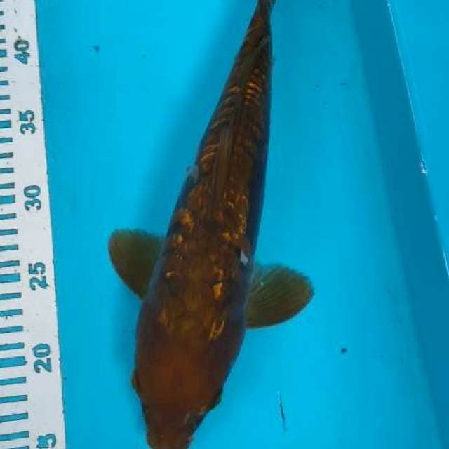 Cagoi aragoke 35cm