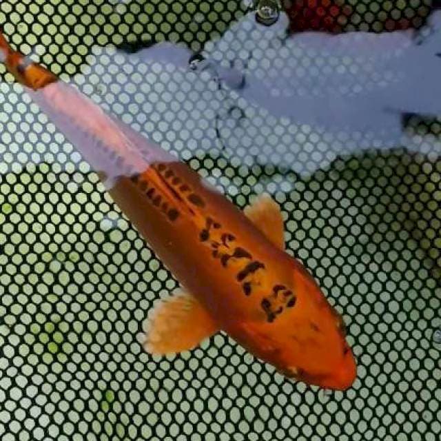 Mishuo 23cm