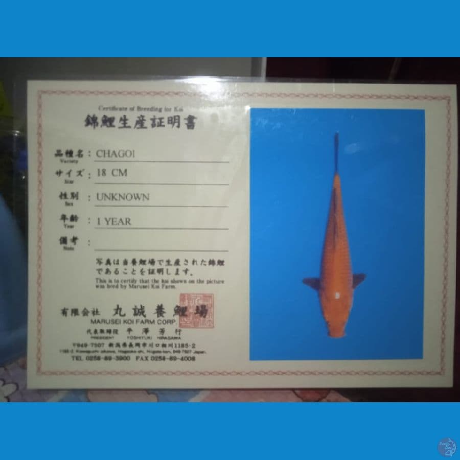 MARUSEI CHAGOI