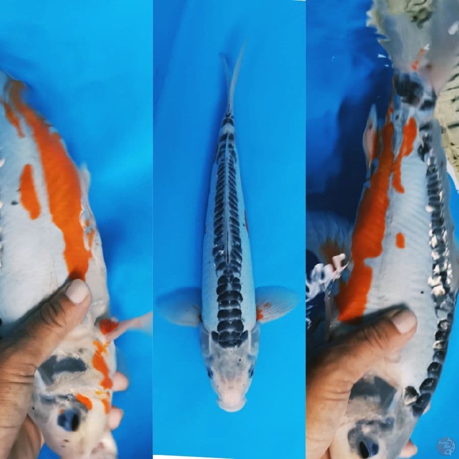 Jumbo Shusui ring jos Jantan 37cm
