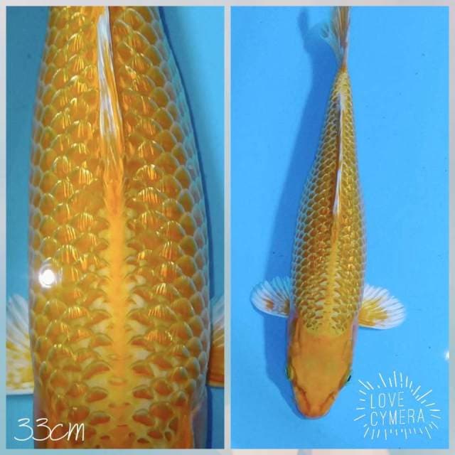 Ogon gindrin 33cm