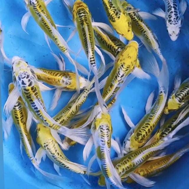 Kumpay metalik 16-20cm 20ekor
