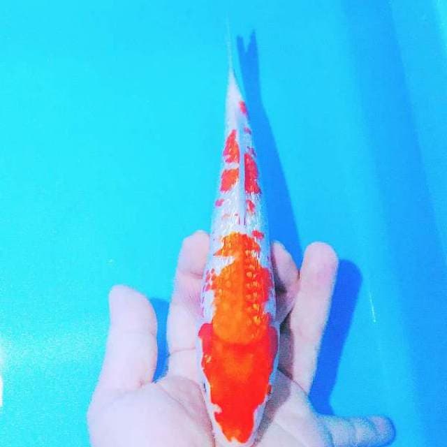 Ginrin 24cm