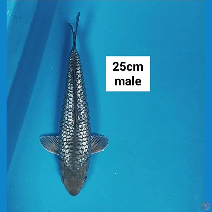 soragoi ginrin 25cm male