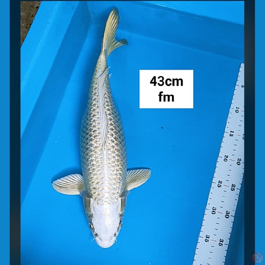 gold mukashi 43cm