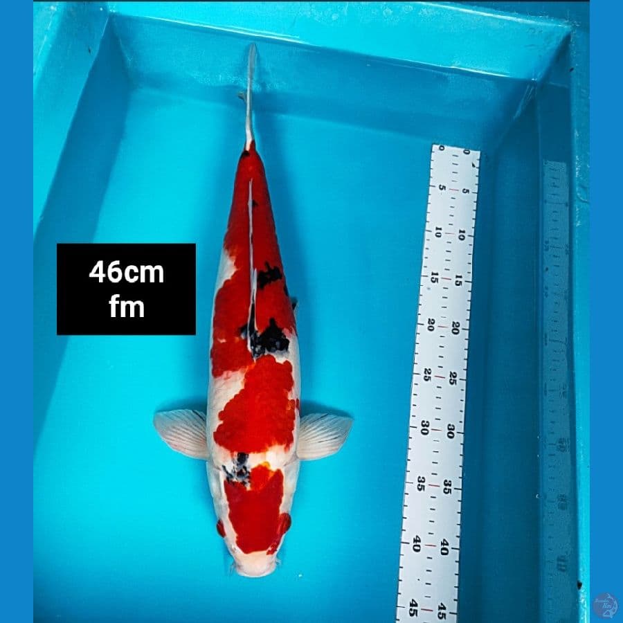 sanke merah strong 46cm
