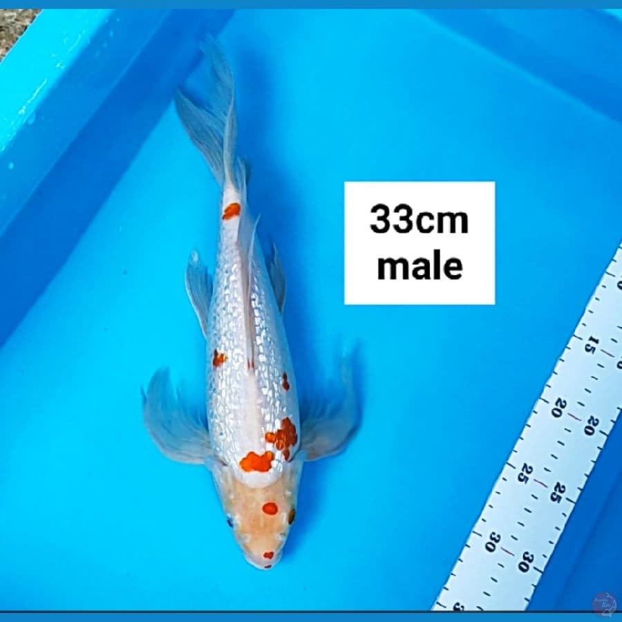 kumpay ginrin punuk 33cm male