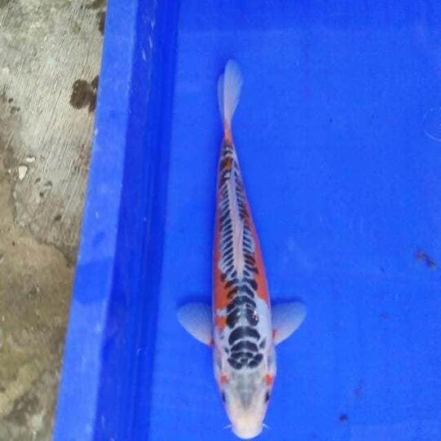 HANA SUSHUI ,24cm