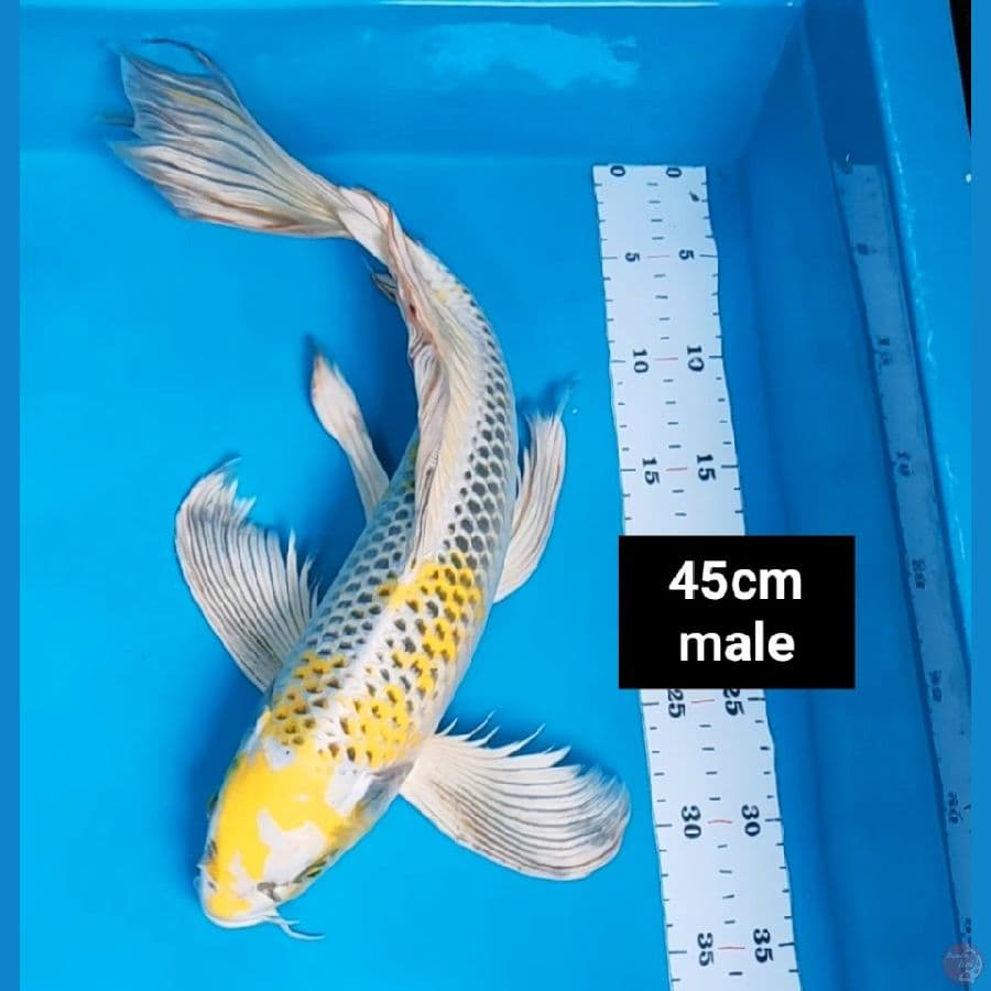 kumpay kirin 45cm male