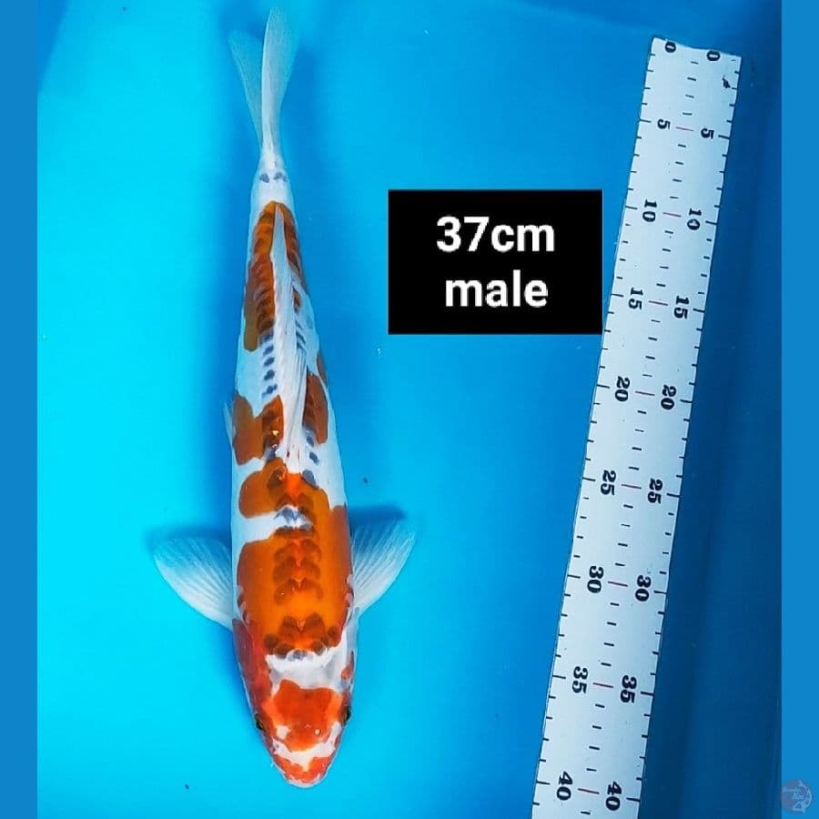 kujaku doit jos 37cm male