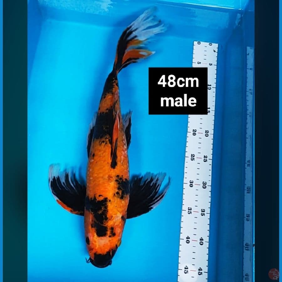 kumpay hi utsuri 48cm male jumbo