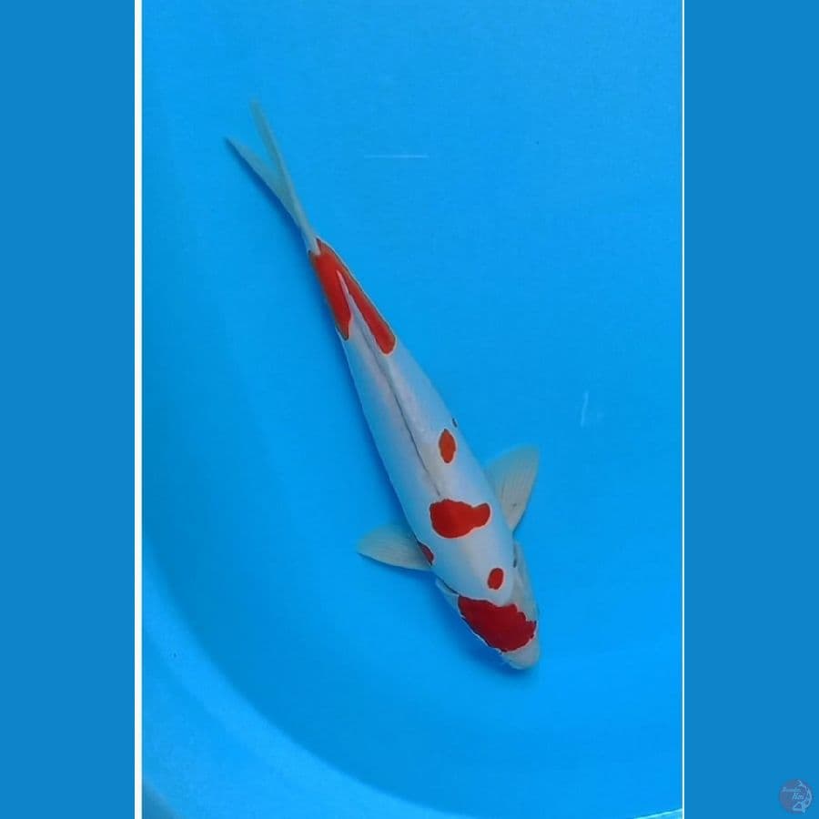 kohaku doitsu
