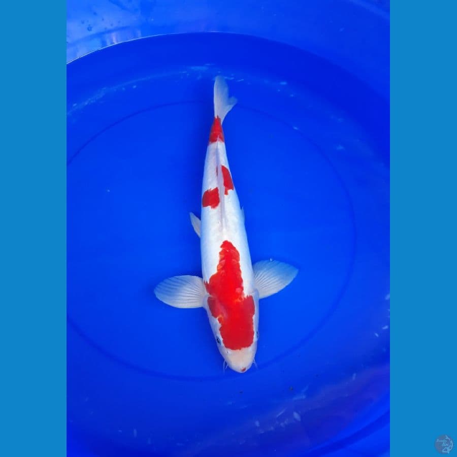 kohaku doit 40 cm