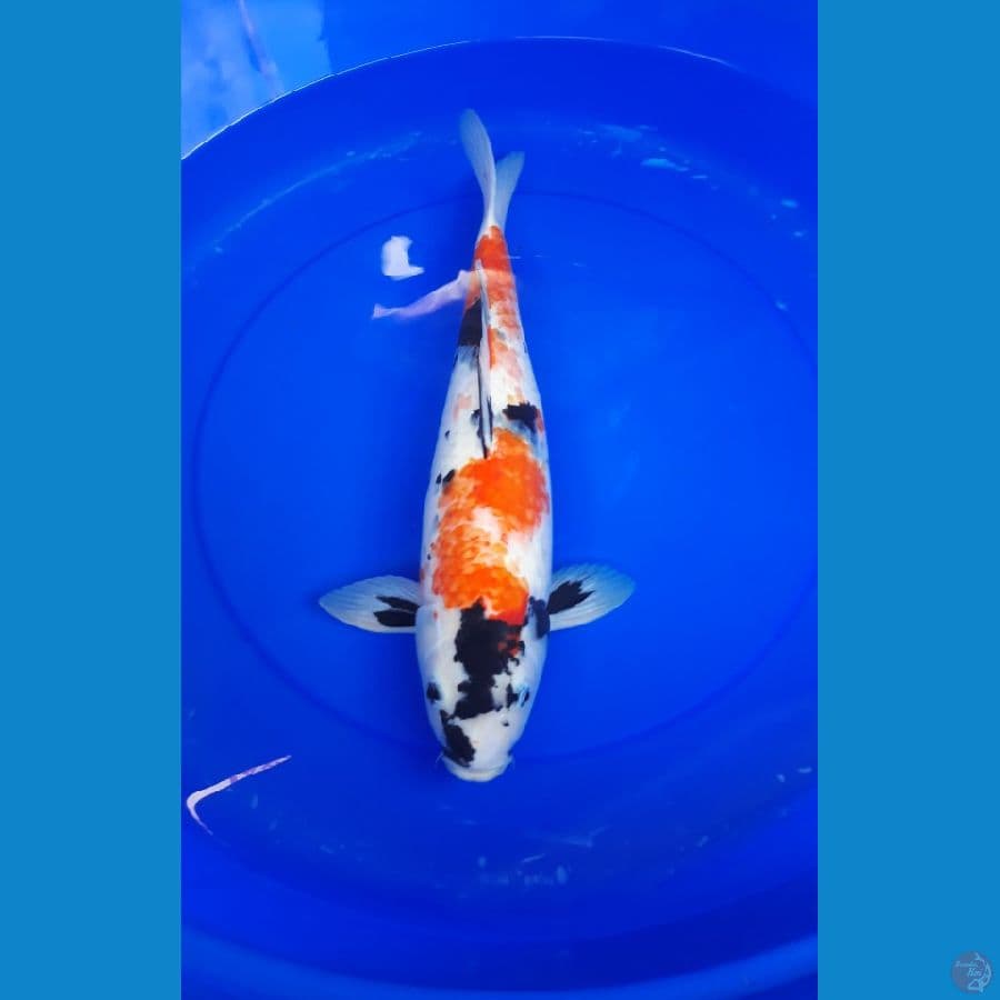 showa 44 cm