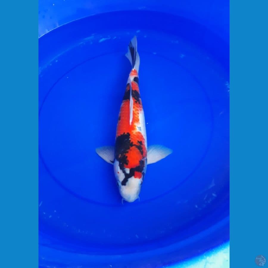 showa 39 cm