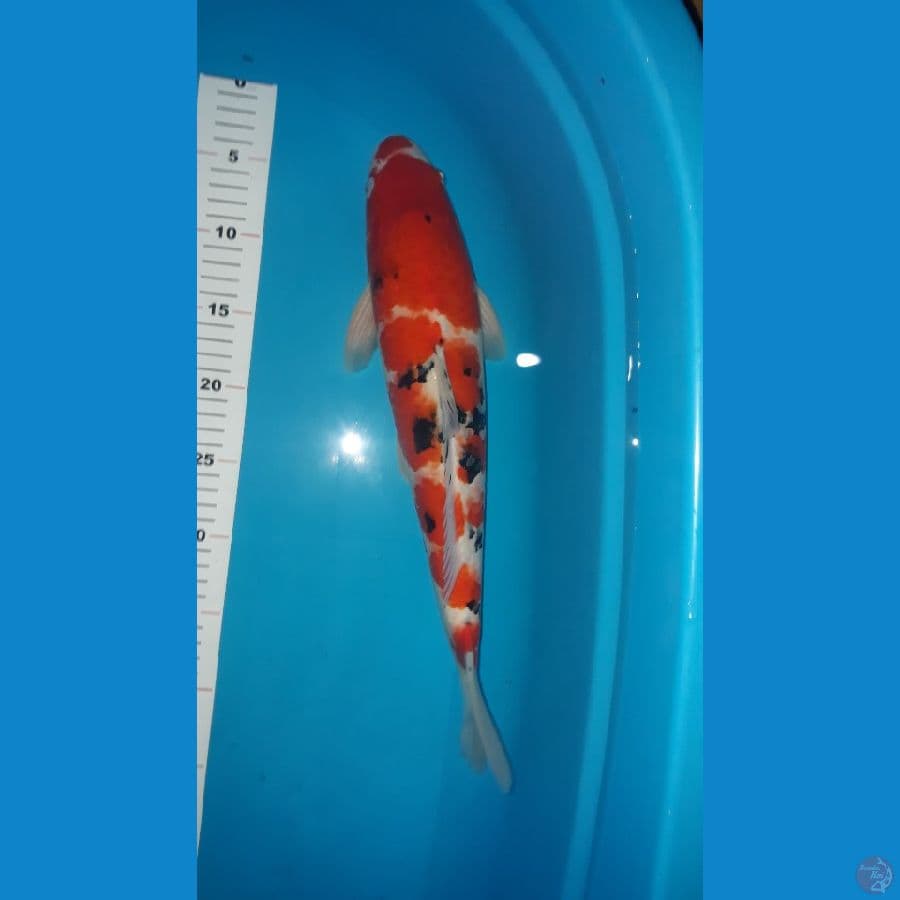 sanke kuchibeni 42cm