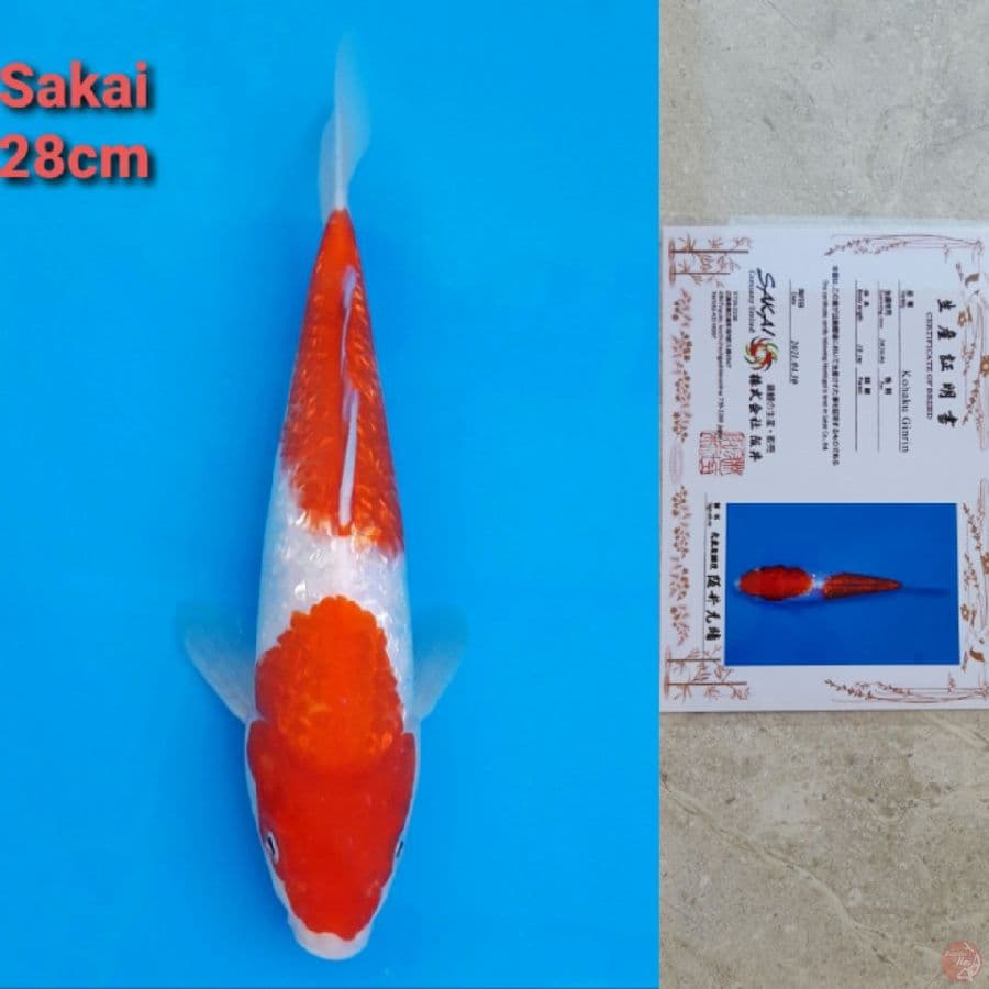 Sakai Super Ginrin Kohaku Nidan