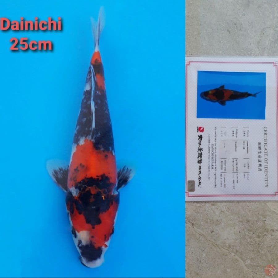 Dainichi Showa Serti Hologram Strong