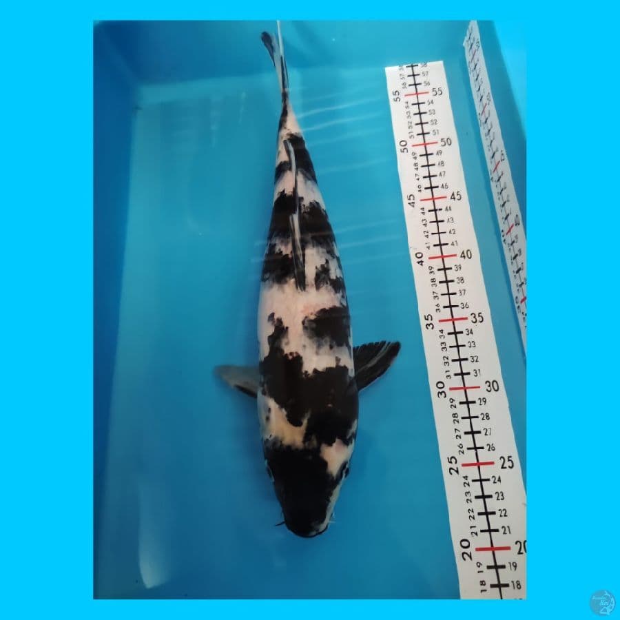SHIRO 37 CM
