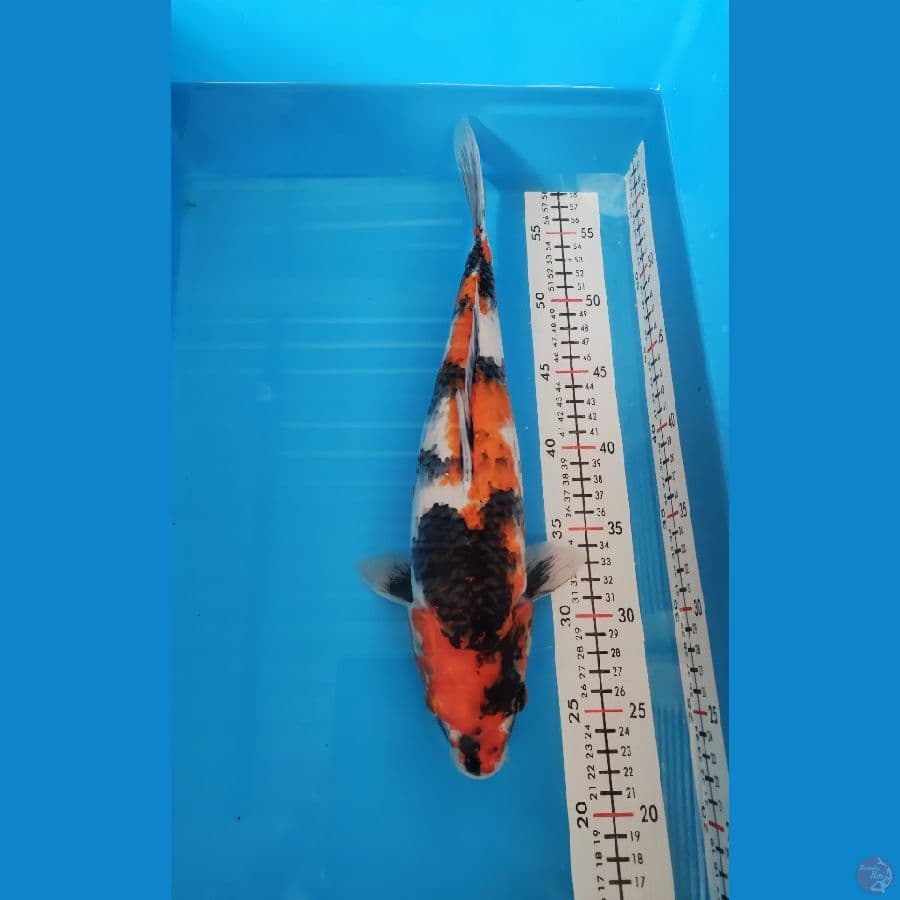 SHOWA 36CM