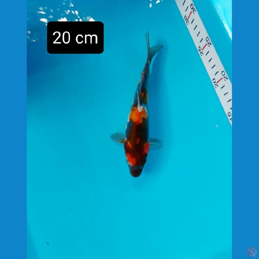 Doitsu 20 cm