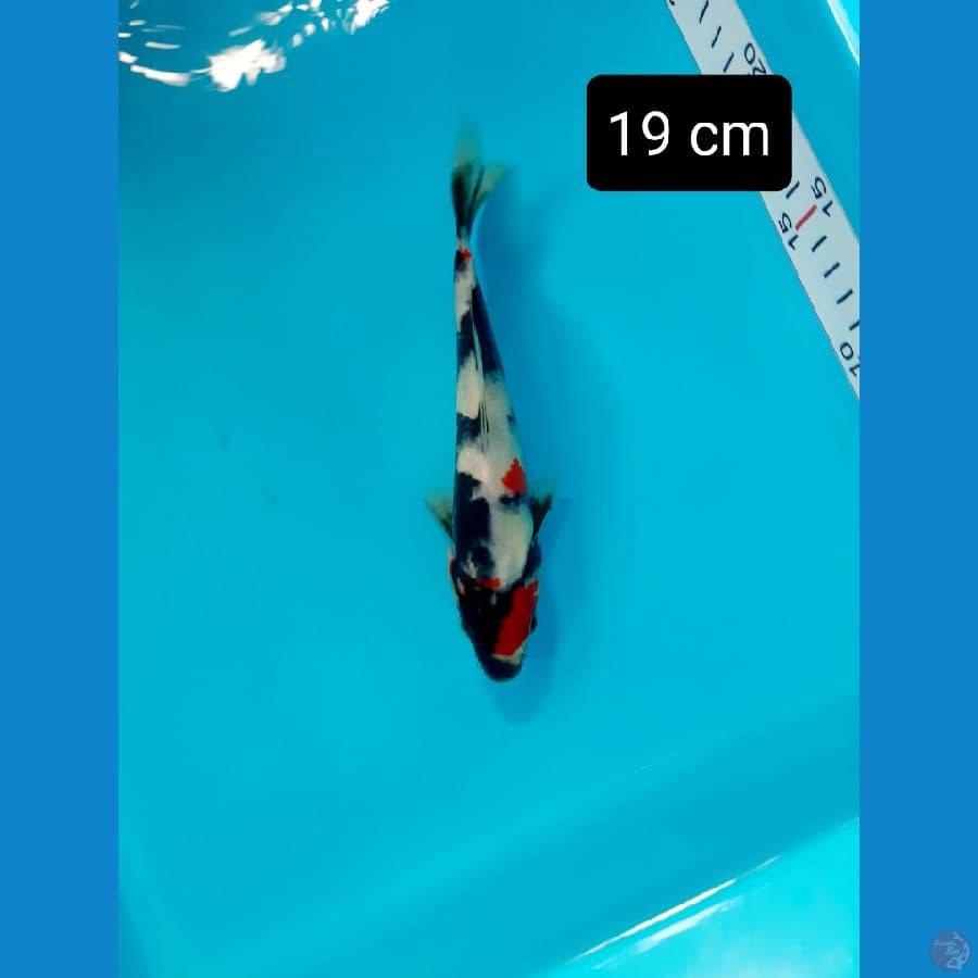 maruten 19 cm